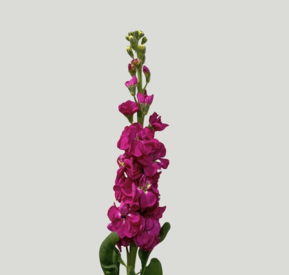 Aleli Nac. Fucsia 60cm