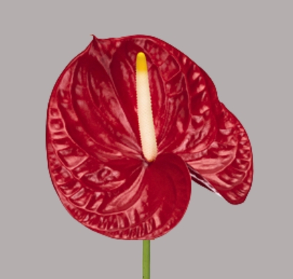 Anthurium Hol. Calisto �18  "CC8"