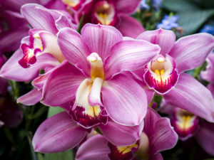 Cymbidium Pink Pant 80cm Fres.