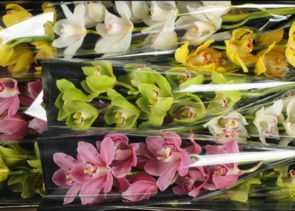 Cymbidium x9 Mixta 60cm "C.Rainbow"