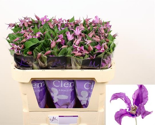 Clematis  Amazing rome 60cm