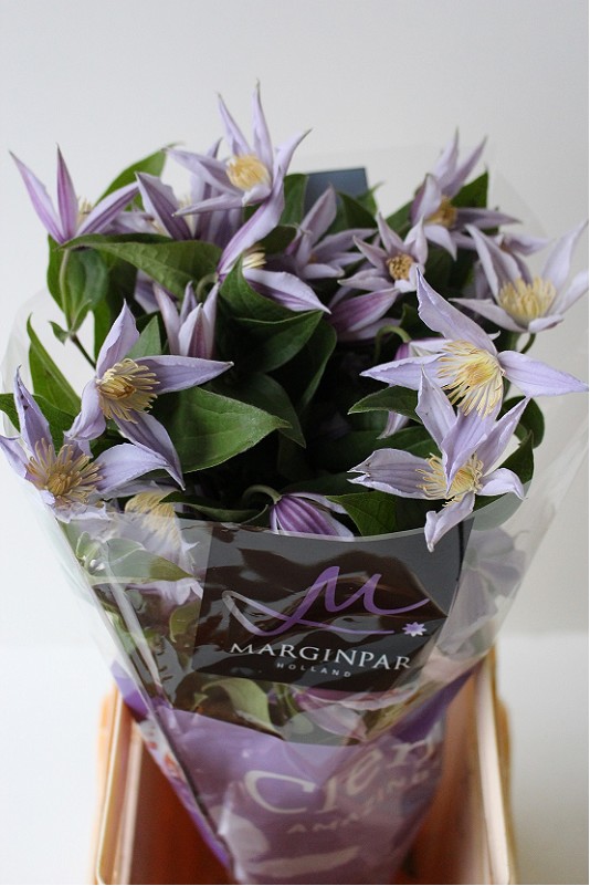 Clematis Star River 50cm Mal.