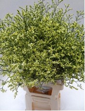 Limonium Hol. Chino Summer 60cm 20gr "T25" Am.