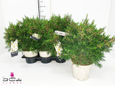 P. Flor Cera Nac. Arbustiva 14/50cm x6