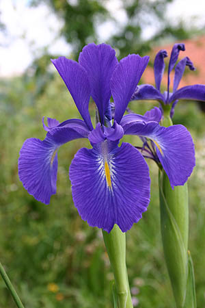 Iris Nacional Azul 75cm