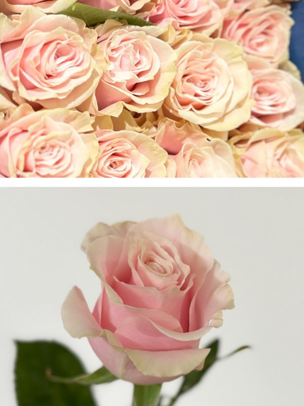Rosa Ecu. Pink Mondial 70cm Rs.