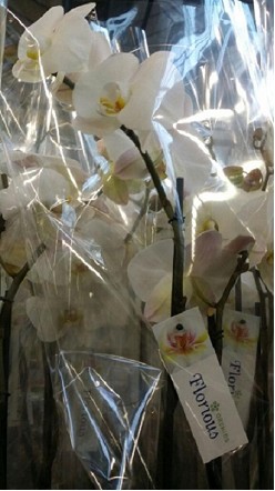 P. Phalaenopsis Ov. White 15/100cm 3T x4