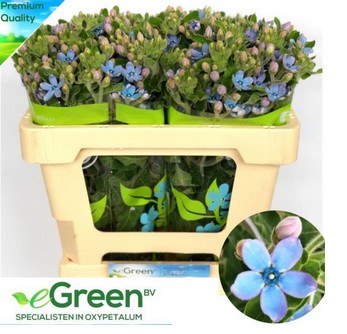 Oxypetalum Tan Pur Blue 50cm Az "T25"