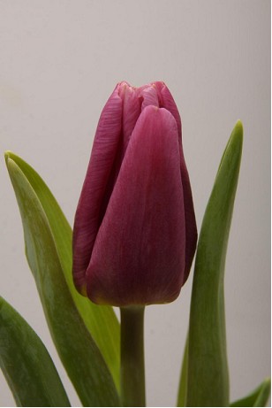 Tulipan Hol. Copex 40cm Morado