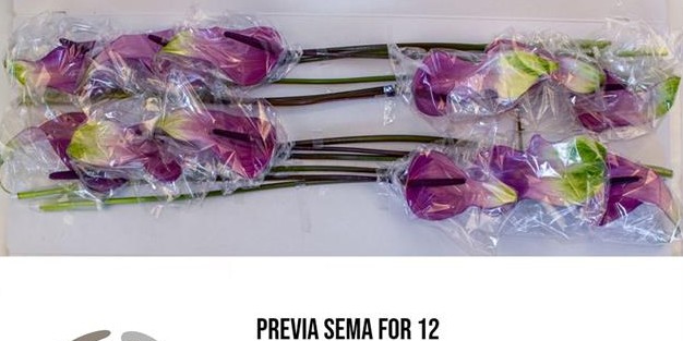 Anthurium Hol. Previa Semaforo 13  "CC12"