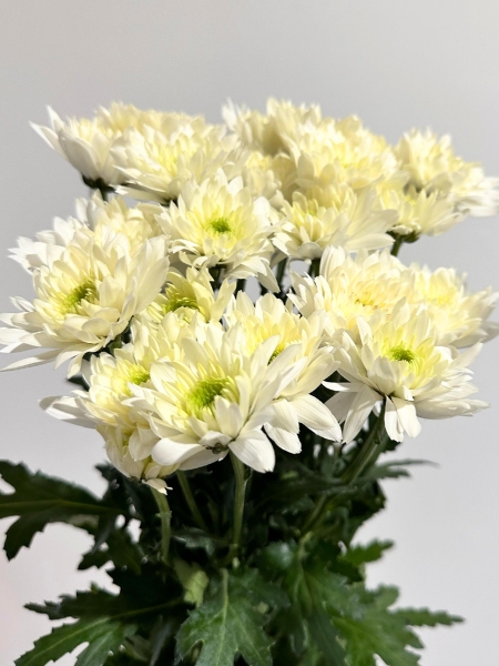 Margarita Nac. Euro Blanca 70gr