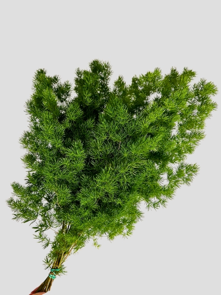 Myroclaudio 40/50cm "Paquete"