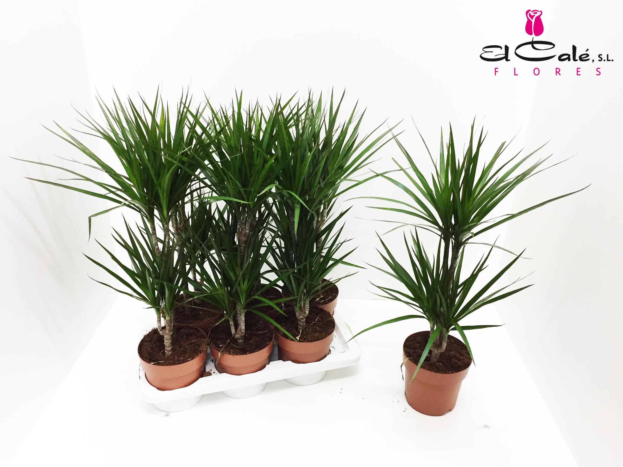 P. Dracena Marginata 12/50cm x10