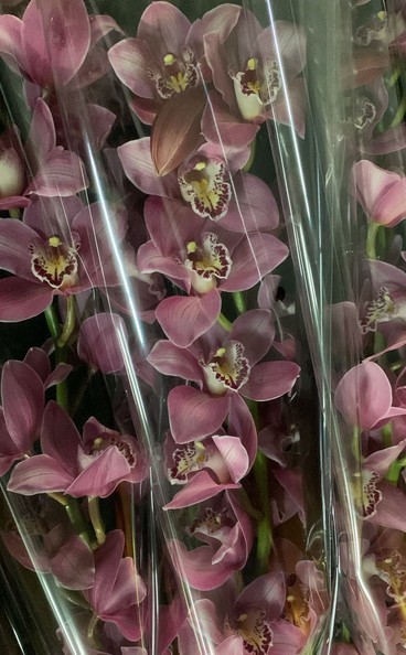 Cymbidium x6 Candy 80cm Rs.