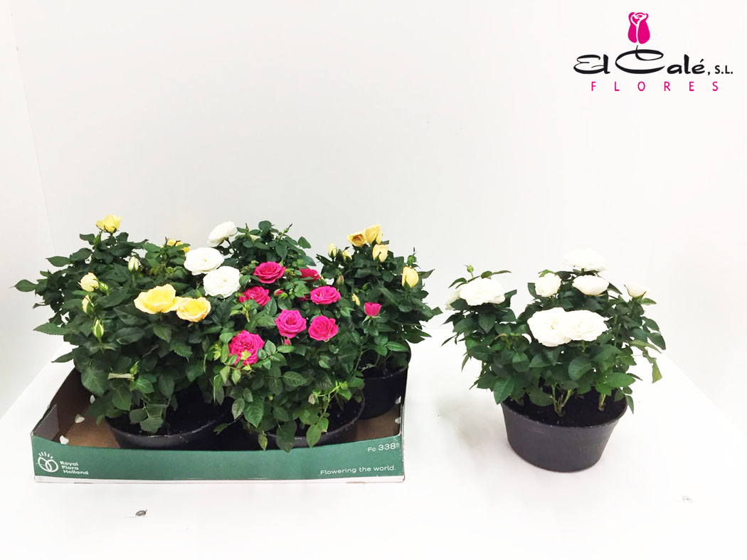 P. Rosal Fav Ro Mixto 4 Srt 20/30cm x4