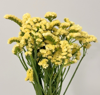 Statice Nac. Amarillo 70cm "Oferta"