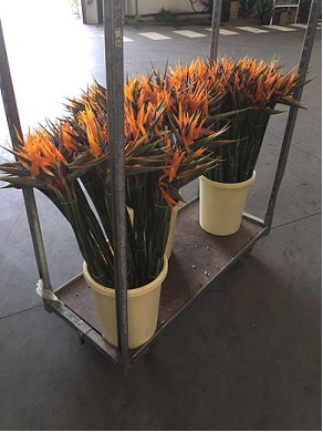 Strelitzia 90cm