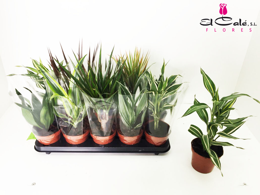 P. Dracena Hol Mix 12/35cm "CC10"