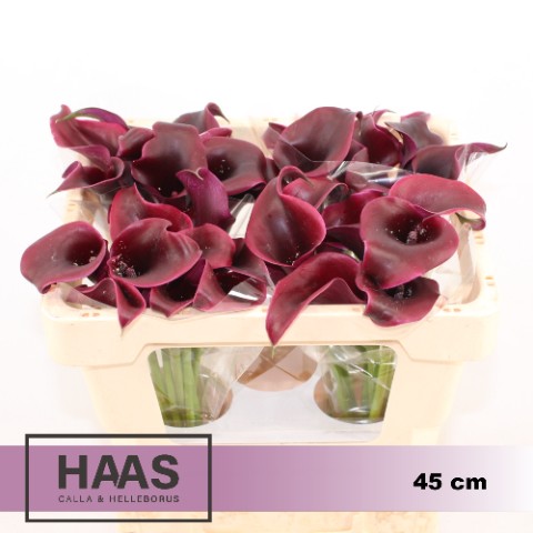 Calla Rudolph 45cm