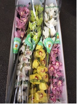 Cymbidium Mixta 80cm ( 7 Dias-2)