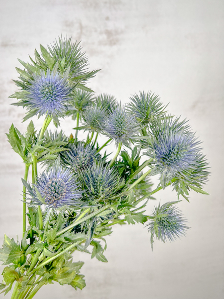 Eryngium Hol. Magnetar star 40cm x5