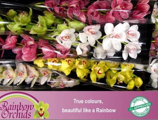 Cymbidium Mixta 80cm "C.Rainbow"