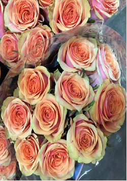 Rosa Hol. Lamu@ 60cm Sal.