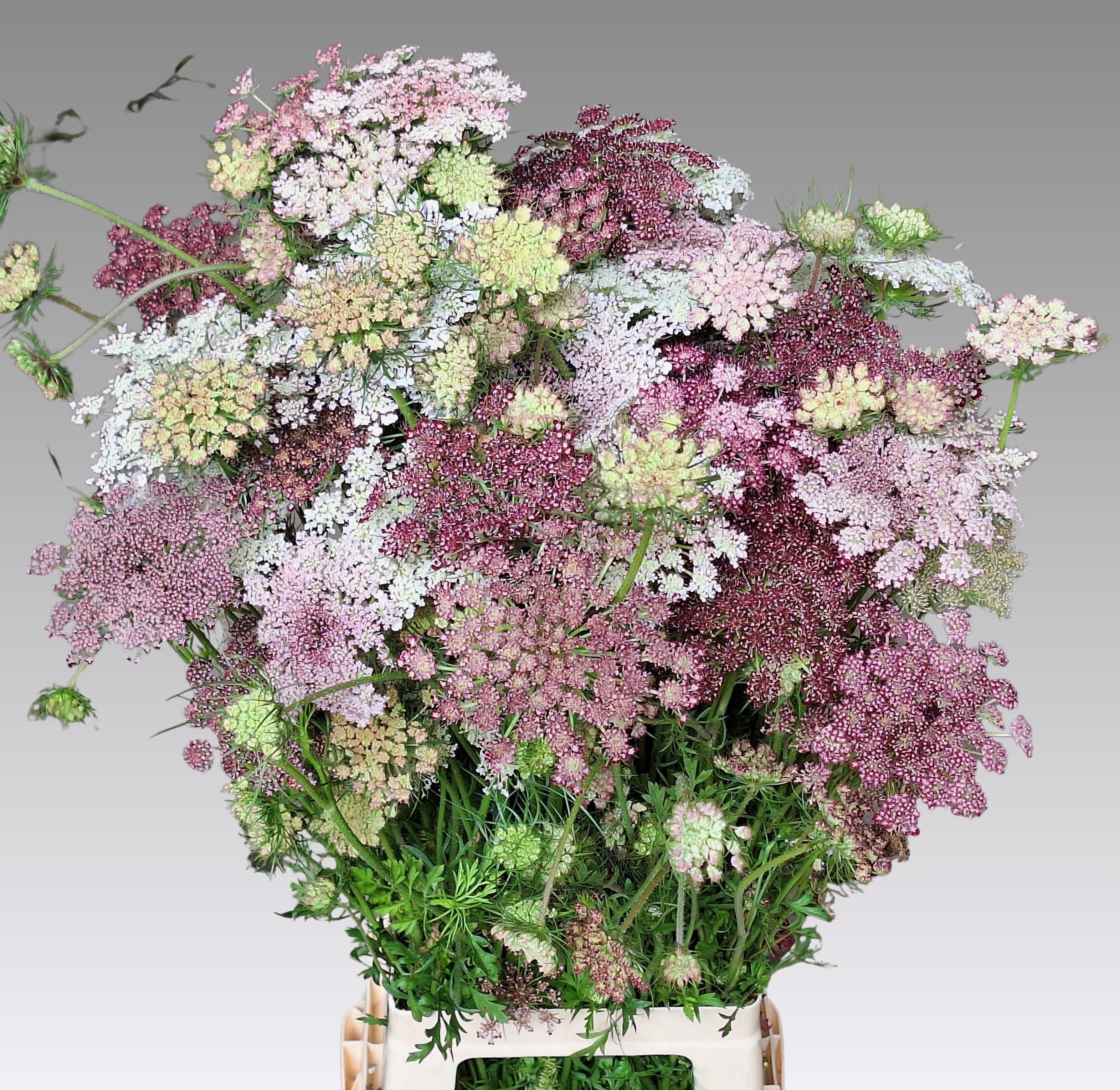 Ammis Daucus Dara 80cm