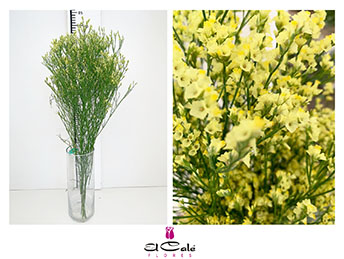 Limonium Nac. Hibrido Amarillo 80cm Paq.