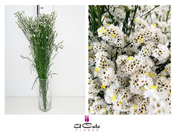 Limonium Nac. Hibrido Blanco 80cm Paq.