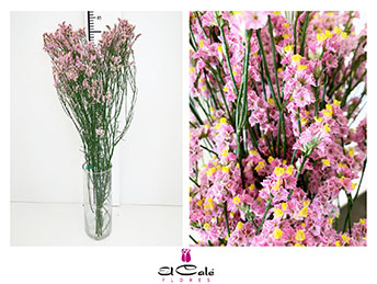 Limonium Nac. Hibrido Rosa 80cm Paq.