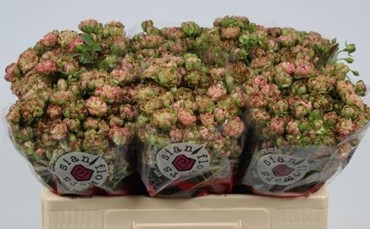 Ramificada Overig 50cm