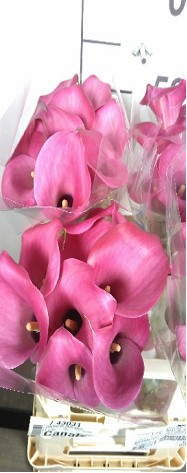 Calla Zazu 40cm Fres.