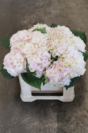 Hortensia Hol. M. Emerald  Rosa 50cm �16/18 Rosa