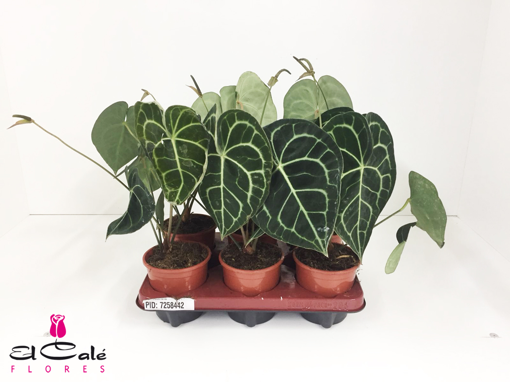 P. Anthurium Clarinervium 12/40cm x6