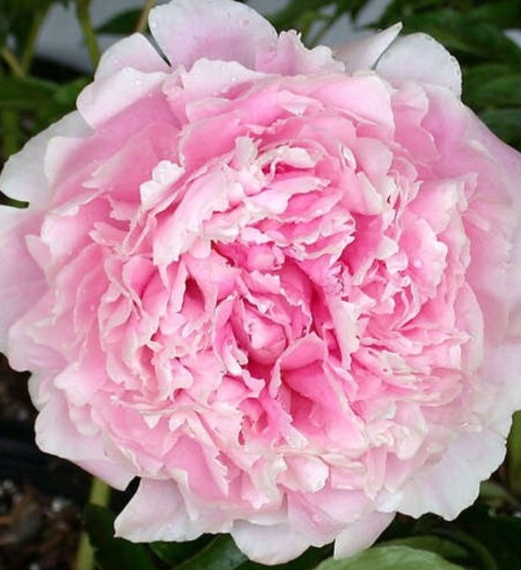 Peonia Nac. Sara Bernardt 55cm