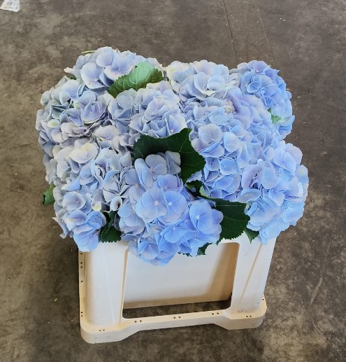 Hortensia Hol. Verena Azul 50cm �18/20