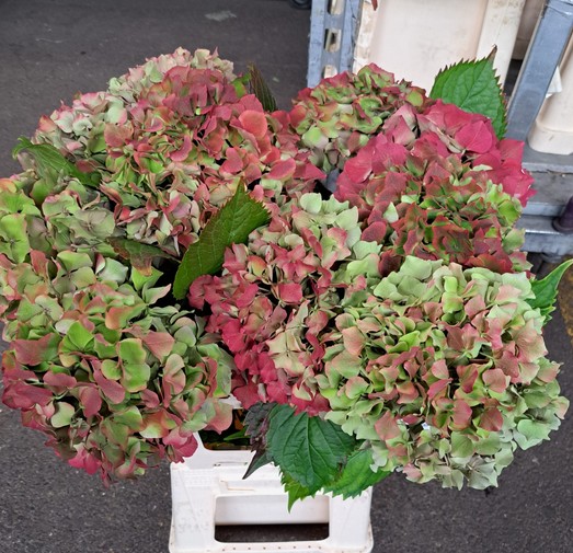Hortensia Hol. Ov. Classic 60cm 16/18 Bic.
