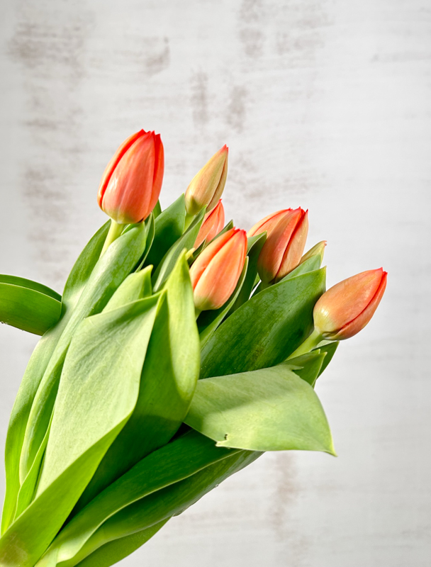 Tulipan Hol. Ad Rem 35cm