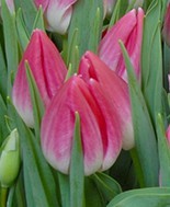 Tulipan Hol. Bolroyal Pink 35cm