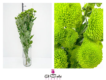 Margarita Hol. Code Green 75gr