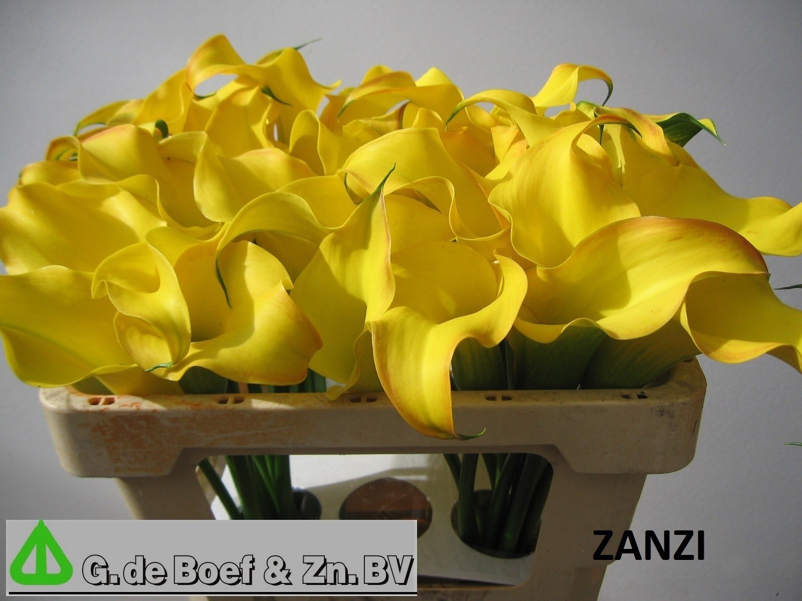 Calla Captain Zanzi 60cm
