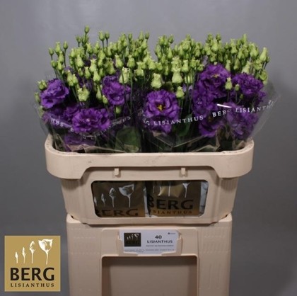 Lisiantus Hol. Alissa Blue 70cm 55gr "T10"