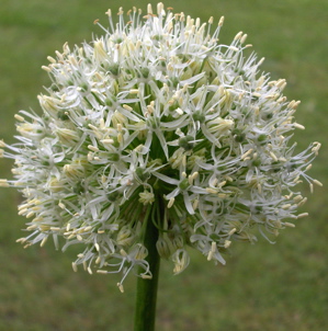 Allium Whithe giant 90cm