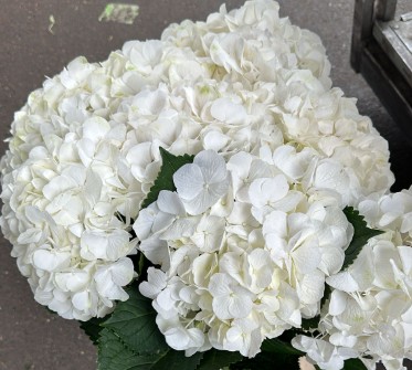 Hortensia Hol. Verena White 60cm 18/20
