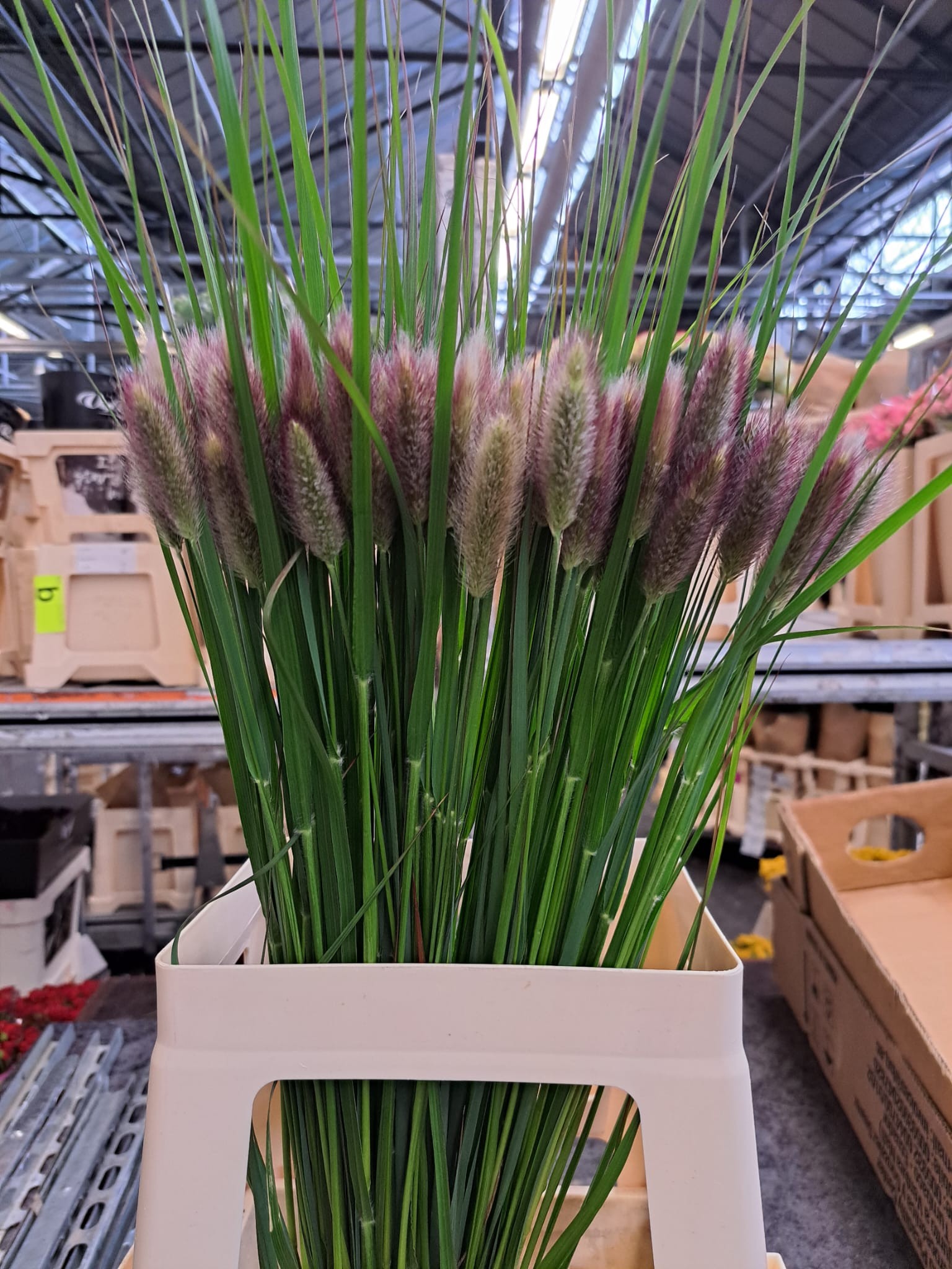 Pennisetum Overig. 80cm