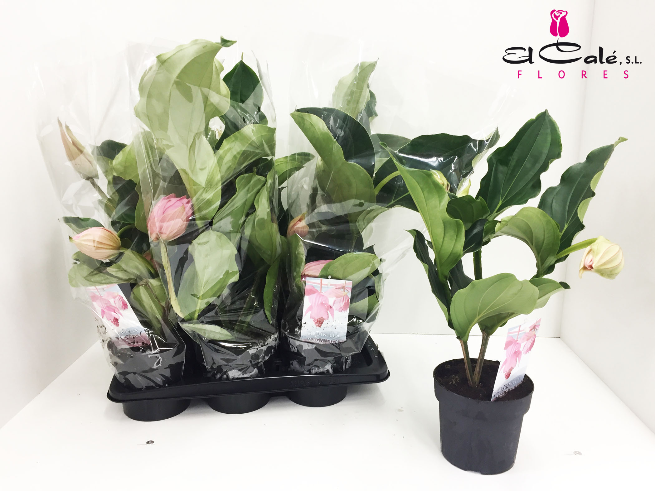 P. Medin Mag 17/55cm x6 3+flores