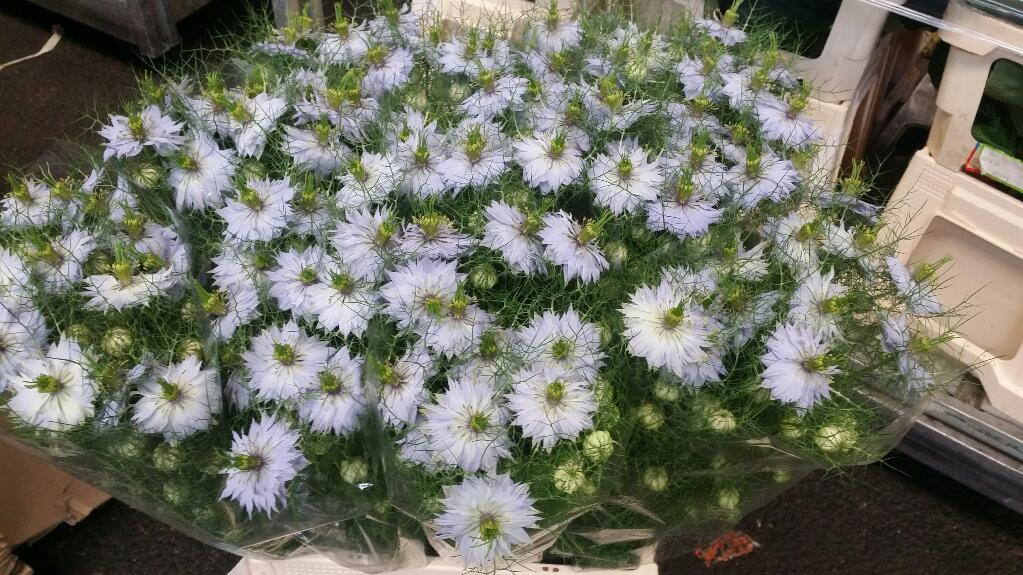 Nige D. Clou Lavender 75cm