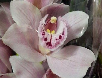 Cymbidium x12 Delmonte 50cm