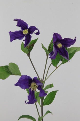 Clematis Blue Pirouette 60cm Az.